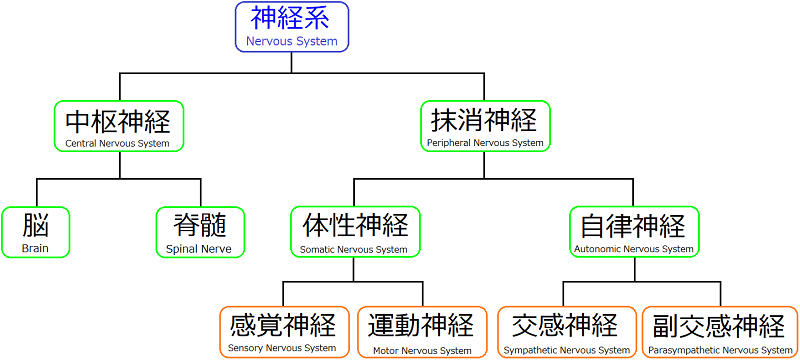 神経系